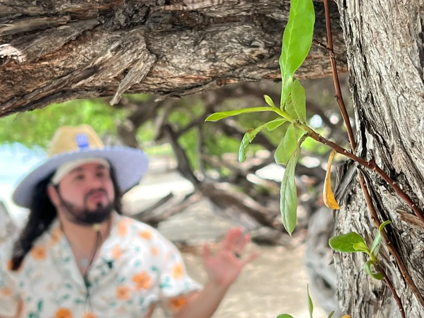 JEBET den fondo, cu naturalesa den prome plano